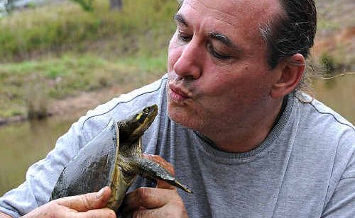 Turtle expert Scott O’Keeffe from Biosecurity Queensland puckers up to an indigenous Krefft’s turtle while searching for the red-eared slider yesterday. Turtle expert Scott O’Keeffe from Biosecurity Queensland puckers up to an indigenous Krefft’s turtle while searching for the red-eared slider yesterday.